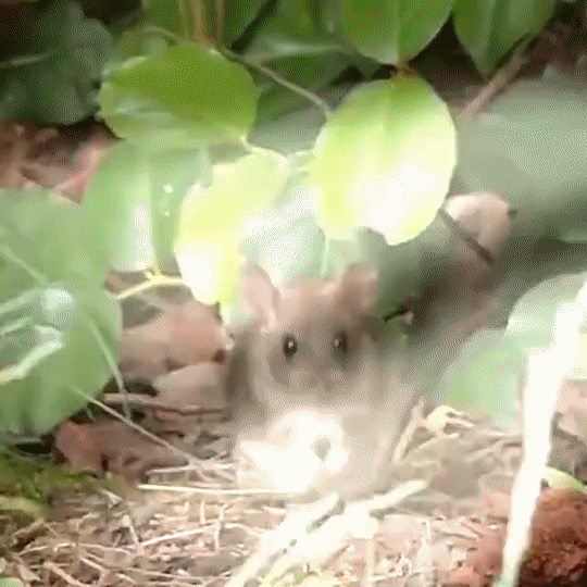 Répulsif à ultrasons à énergie solaire anti nuisible